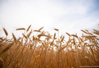 FAO: Iran belegt weltweit Platz 13 bei der Weizenproduktion