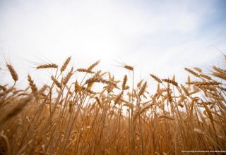 Kirgisistan verbietet die Ausfuhr von Weizen und Mehl