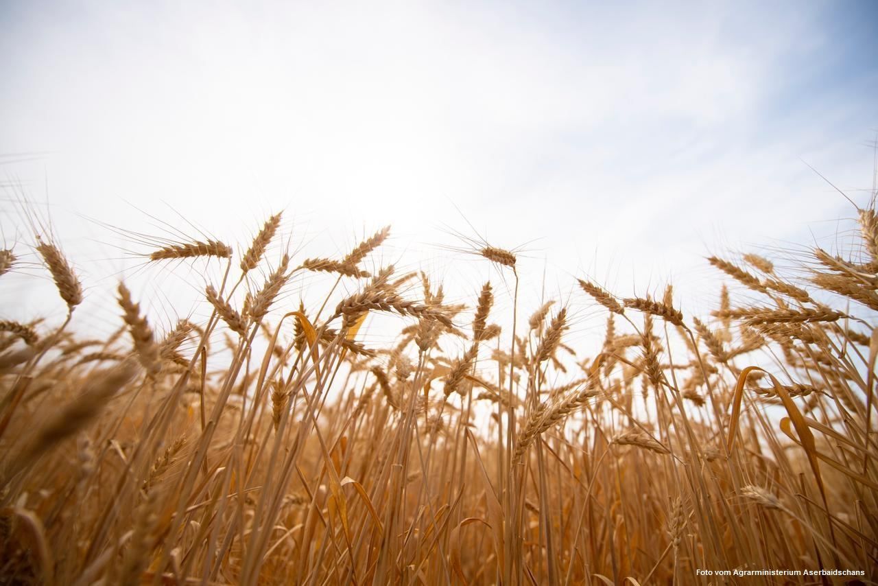 Kirgisistan verbietet die Ausfuhr von Weizen und Mehl