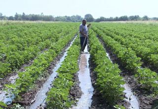 Seit Jahresbeginn wurden in Kirgisistan fast 211.000 Tonnen Bio-Produkte produziert