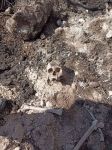 Weiteres Massengrab wurde in Karabach gefunden - Gallery Thumbnail