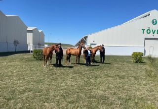 Erste Auktion von Karabach-Pferden in Aserbaidschan