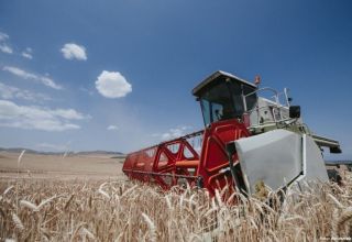Getreidebauern rechnen mit überdurchschnittlicher Ernte