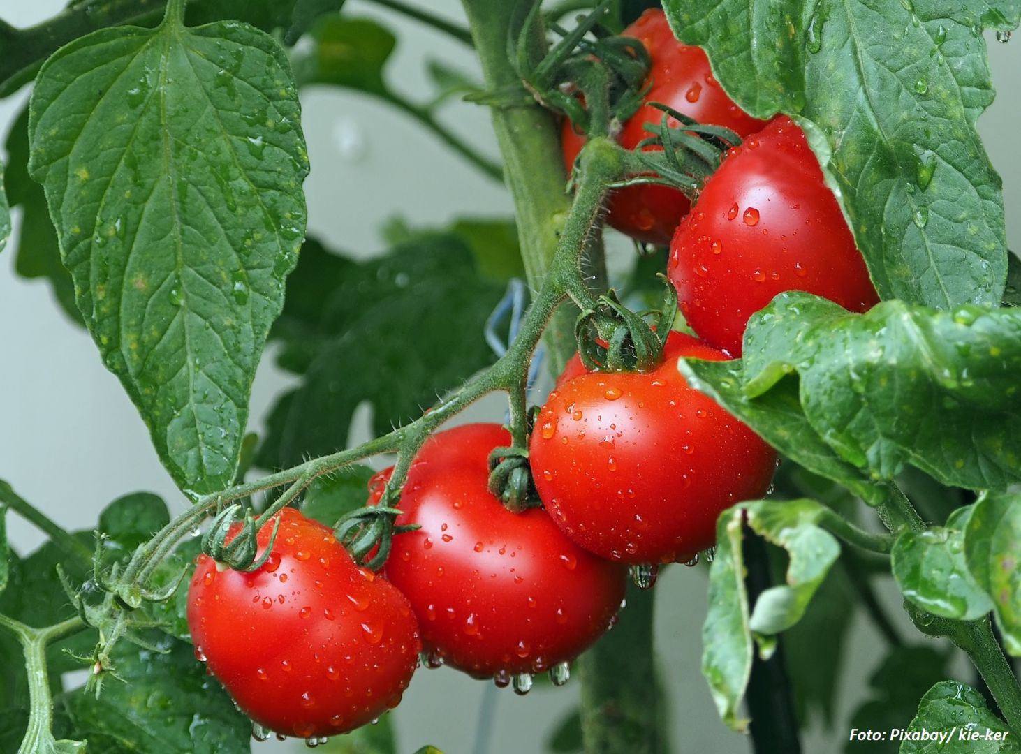 Türkische Tomatenexporte nach Russland gesteigert