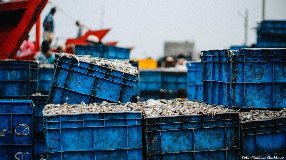 Iran prognostiziert Vervierfachung des Fischhandels mit Russland