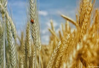 Hälfte des von Kasachstan exportierten Weizens wird vom Usbekistan gekauft