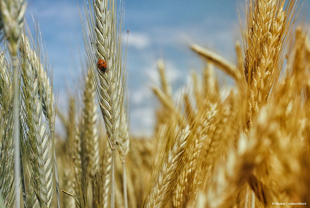 Hälfte des von Kasachstan exportierten Weizens wird vom Usbekistan gekauft