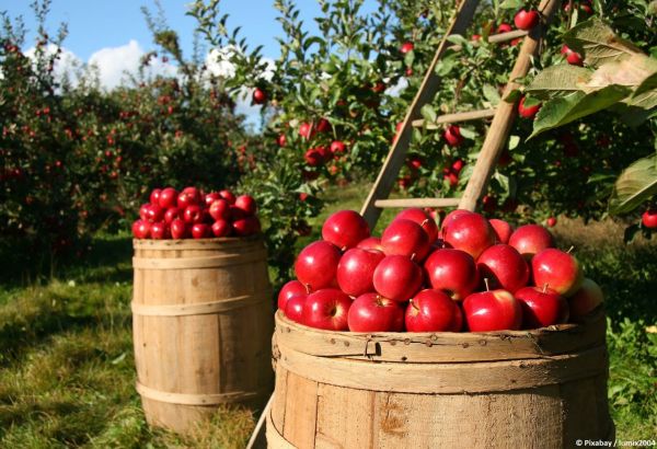 Inflation und Importe: Heimische Obstbauern besorgt - Kampagne gestartet