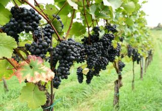 In Usbekistan wird die Weinproduktion erhöht