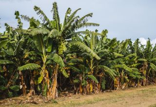 Kasachstan begann mit dem industriellen Bananenanbau