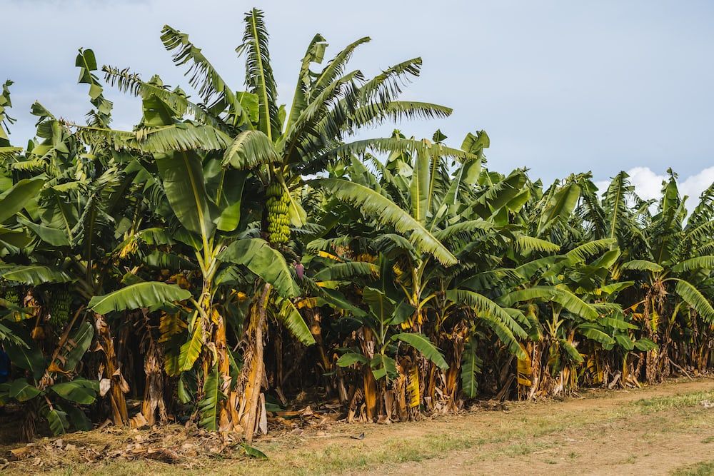 Kasachstan begann mit dem industriellen Bananenanbau