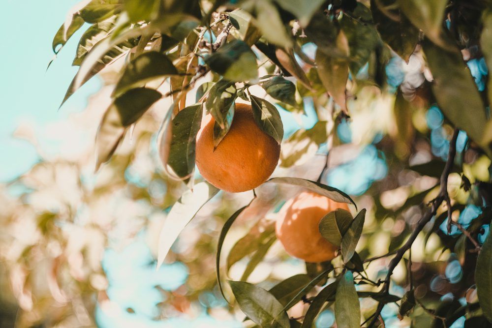 Anstieg der Orangenimporte nach Usbekistan