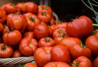 Turkmenistan exportierte Tomaten nach Kasachstan im Wert von 27,3 Millionen US-Dollar