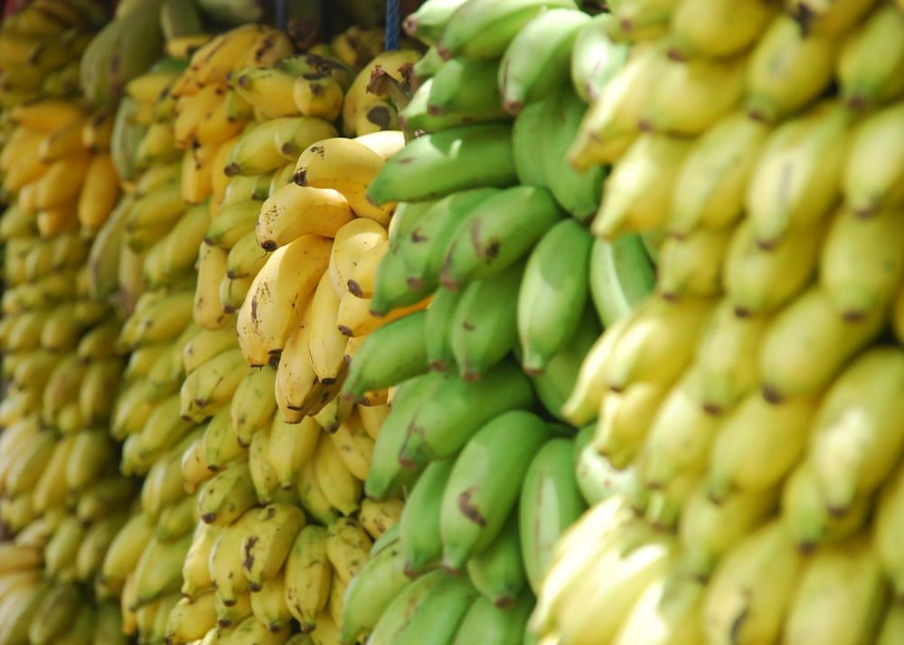 Eine ecuadorianische Delegation kommt nach Russland, um die Probleme bei der Bananenversorgung zu lösen